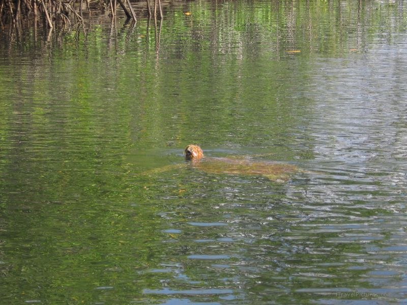 turtle